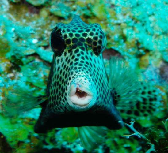 Остров Малый Кайман Рыба Шар Остров Малый Кайман Рыба Шар